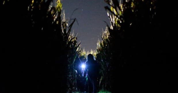 Nighttime corn maze exploration with flashlight in tall corn