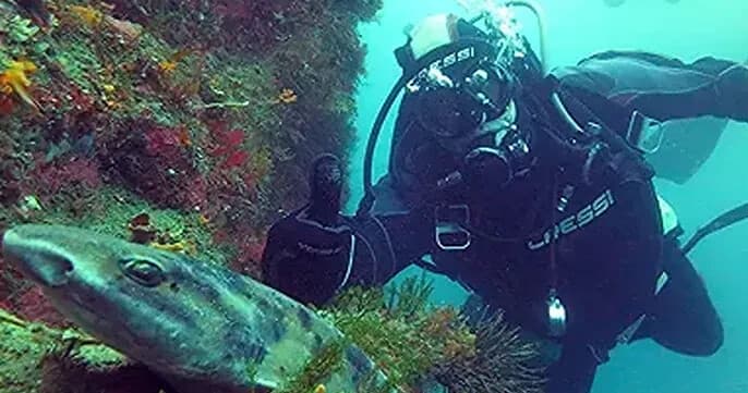 Jackson Bay Dive Charters: West Coast Reefs & Open Bay Islands photo 1