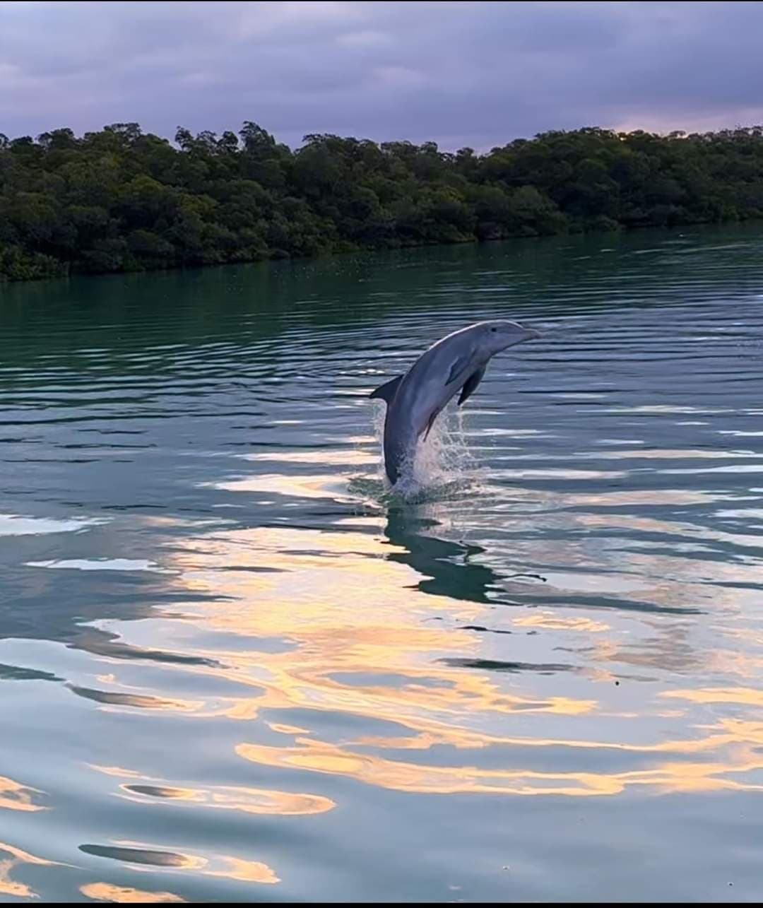 Sunset and Eco Tour by No Shoes Boat Charters in Islamorada