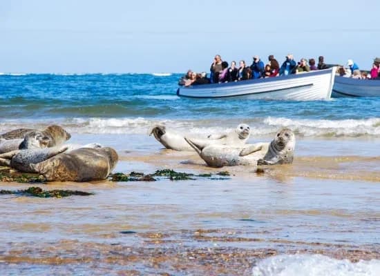 Seal Trip with John Bean Boat Trips in Holt, England