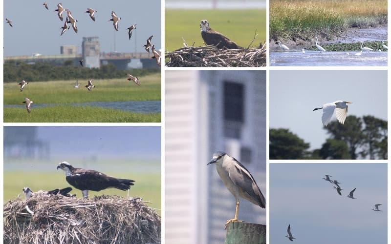 Bird Watching & Wildlife Tour with Freeport Water Taxi & Tours
