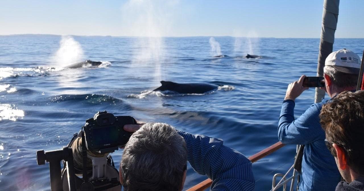 Whale Watching Sail Tours with Charterscene in Rose Bay
