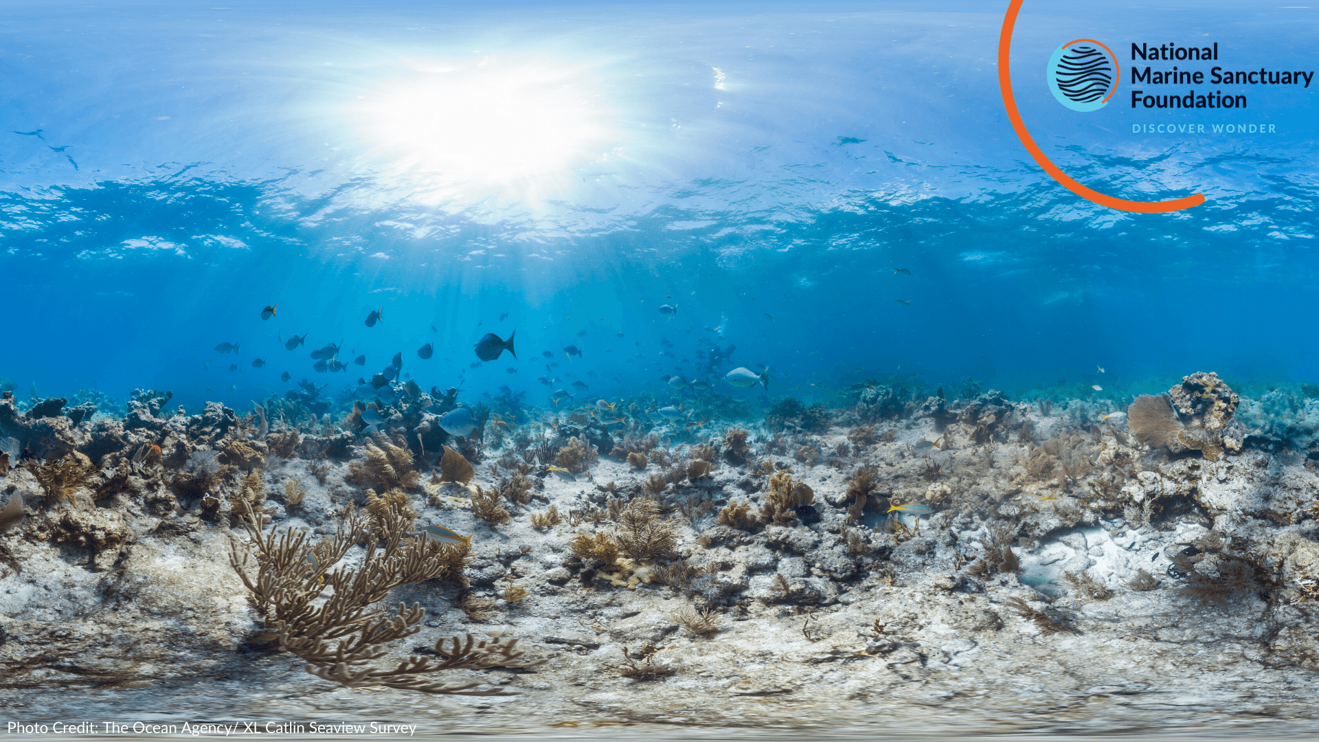 Dive Into the Coral Health Experience: Explore Key West’s Vibrant Reef Ecosystem