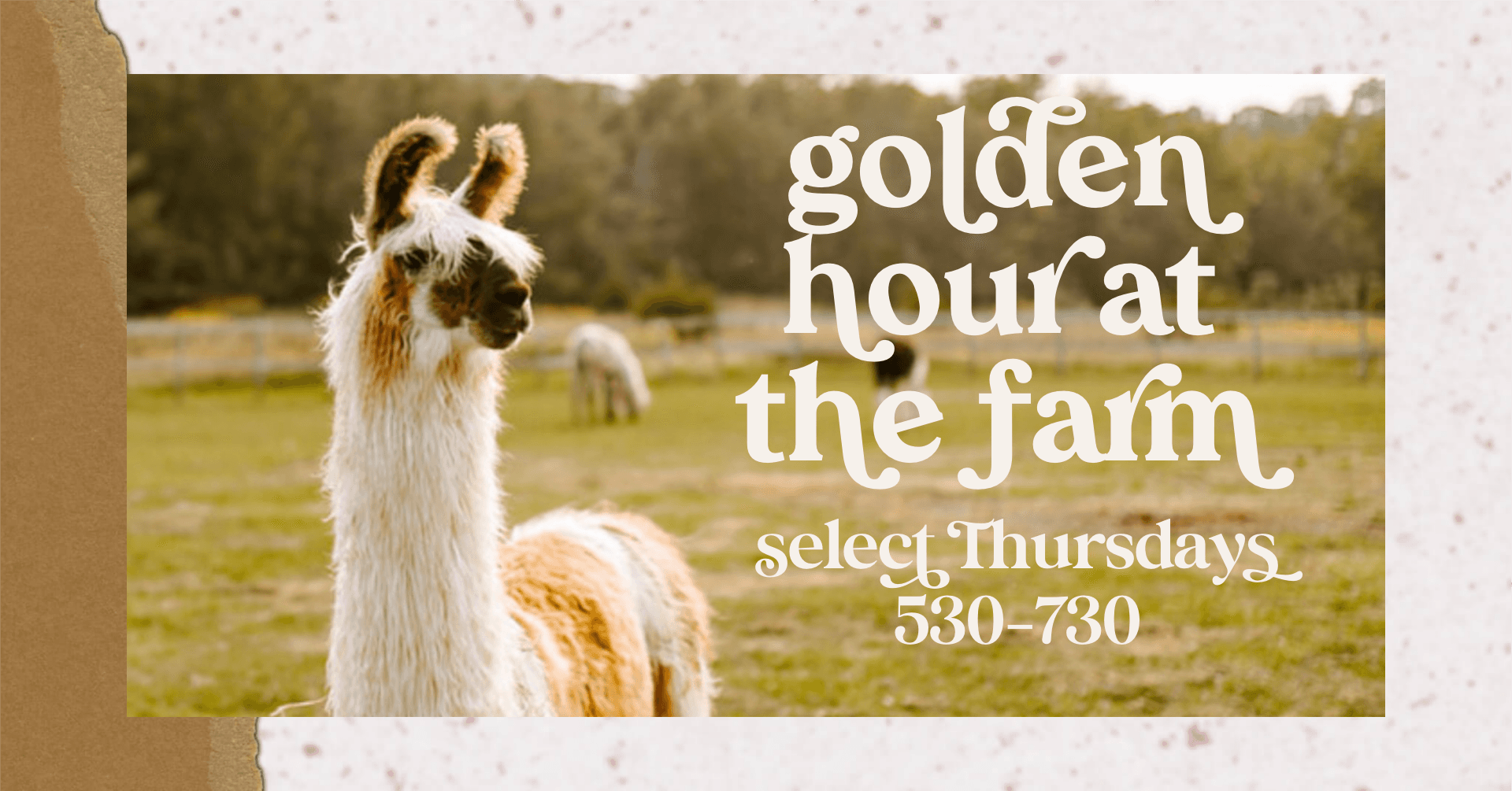 Golden Hour at Prairie Patch Farm — Llamas, Goats and Prairie Walks Near Cedar Rapids
