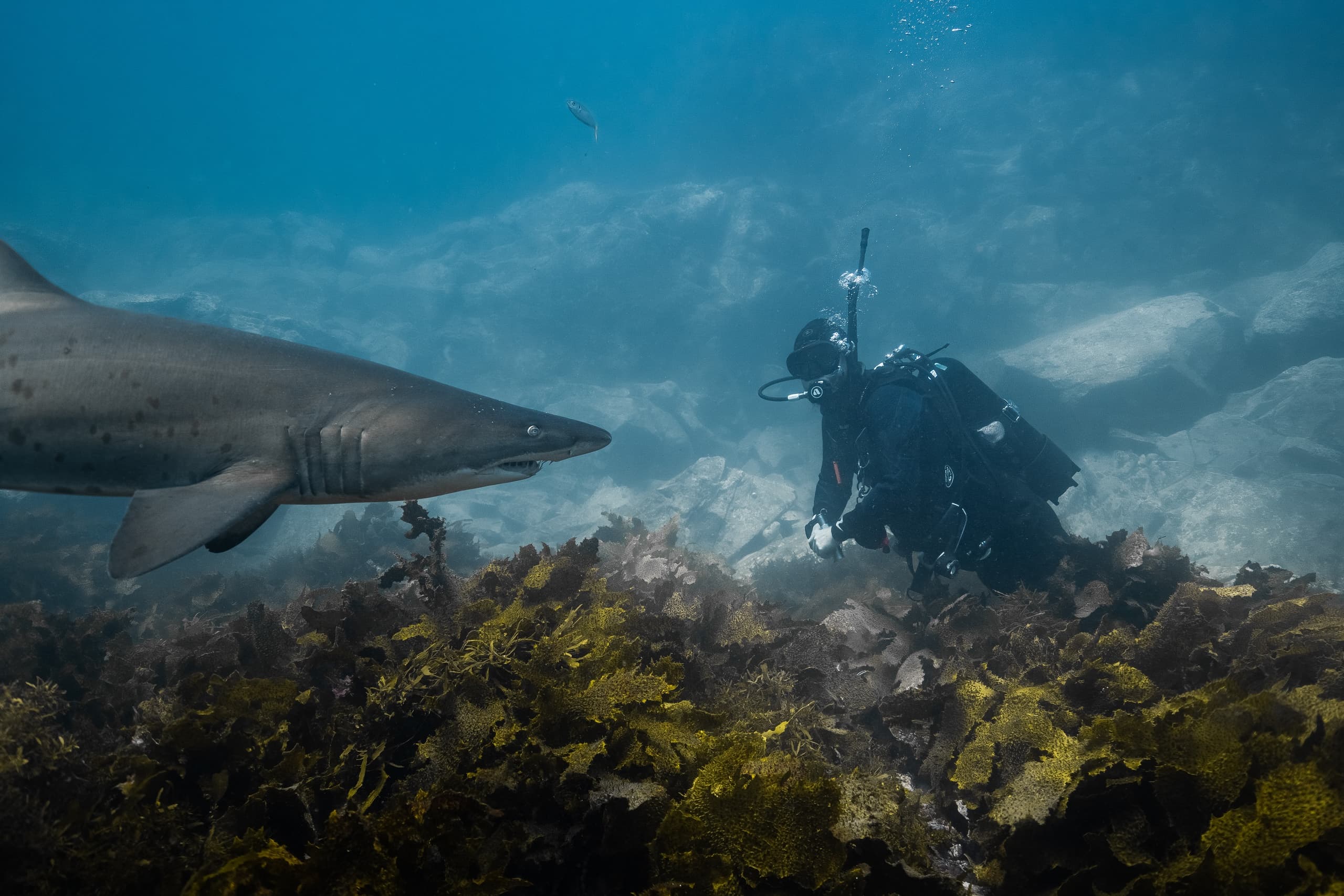 Double Boat Scuba Dive in Jervis Bay — Two-Tank Adventure for Sea Dragons, Seals & Grey Nurse Sharks