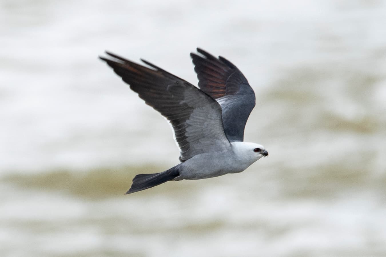 Mississippi Kite Flight: Spring Raptor Spectacle at Broad and Saluda River Confluence