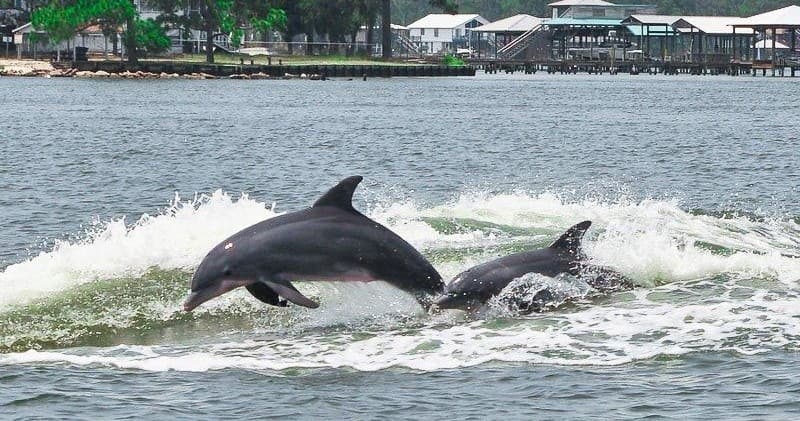 Dolphins leaping near boat during Orange Beach Gulf cruise