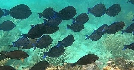 Coral Reef Snorkeling Tour in Culebra, Puerto Rico