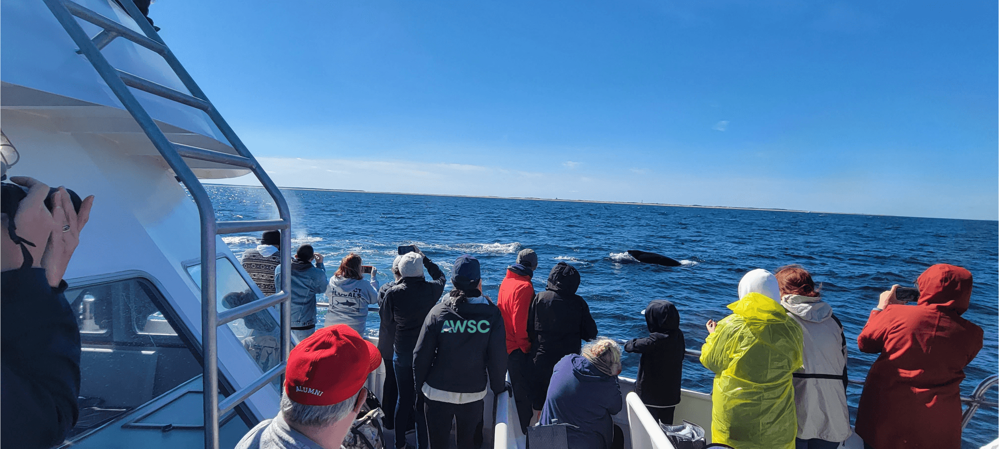 Marine Wildlife Adventure with Atlantic White Shark Conservancy