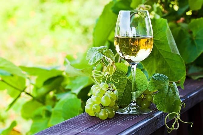 Vinho Verde Estate Tasting Near Braga — 3-Hour Visit and Five-Wine Tasting