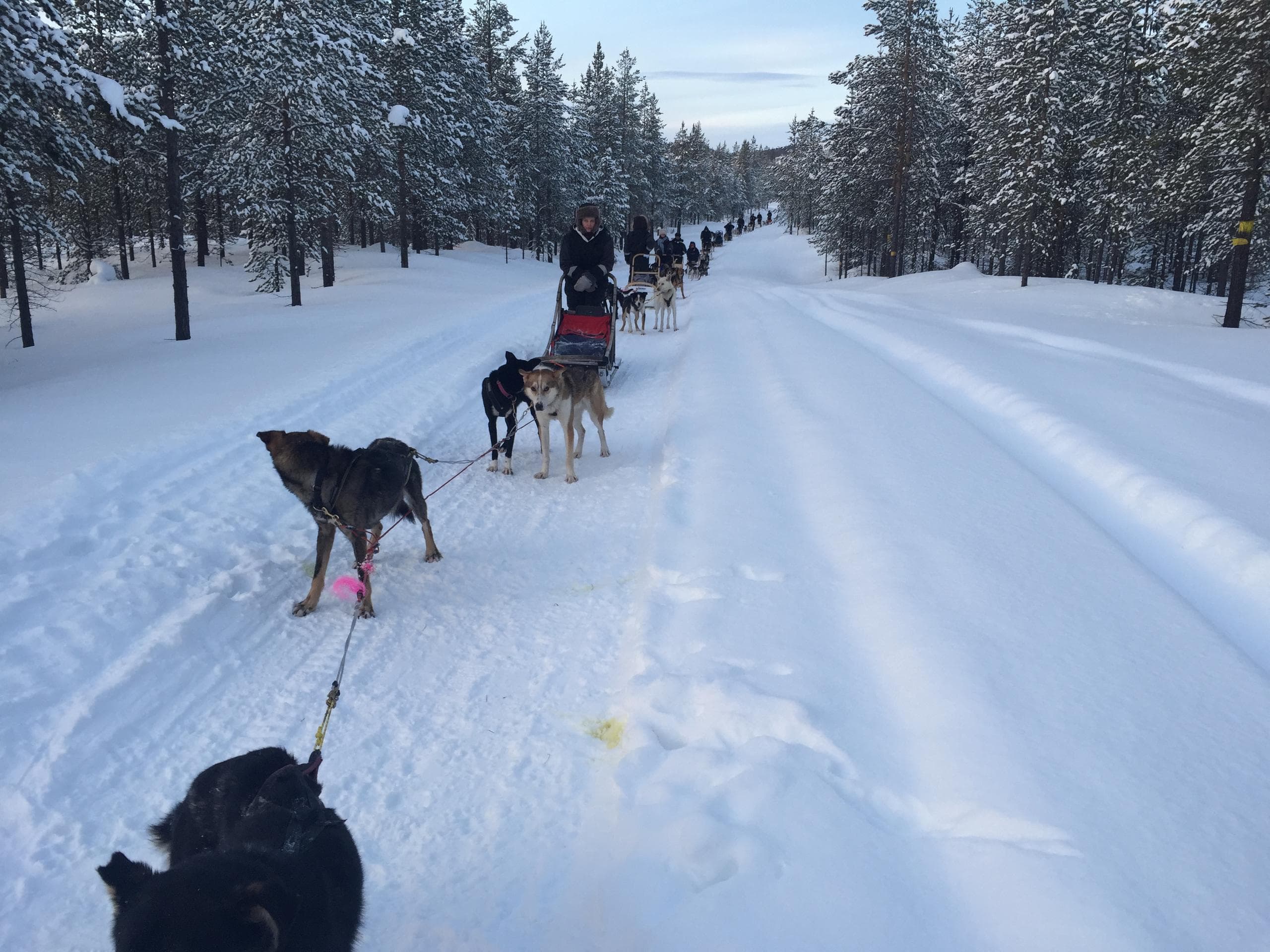 Experience the Ultimate Winter Thrill with a 1-Hour Husky Taster in Inari, Finland