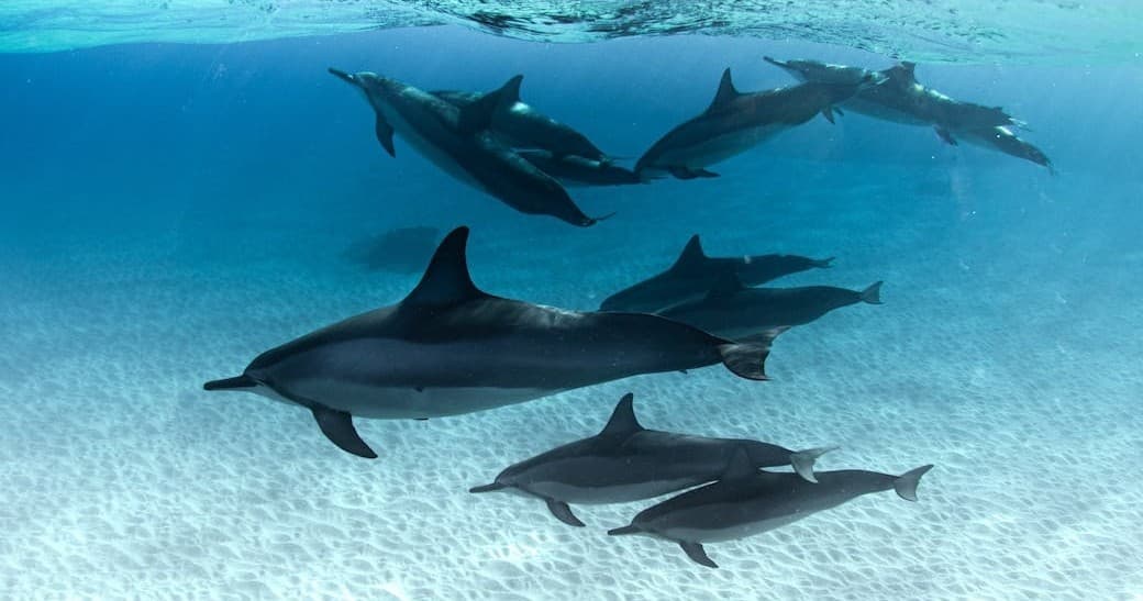 Private South Shore Oahu Charter Cruise Experience