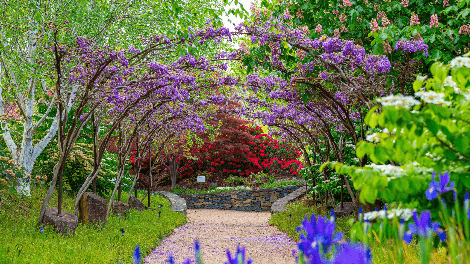 Walking path beneath jacaranda tunnel in a landscaped garden