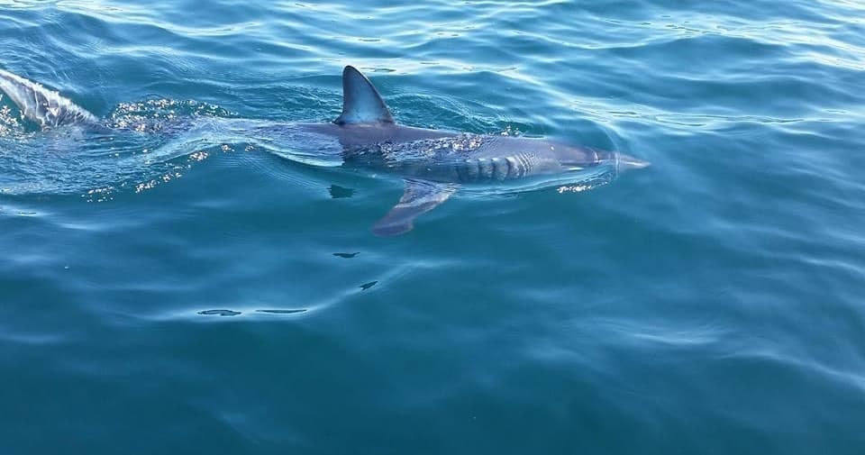 Shark cruising near surface in clear blue ocean waters