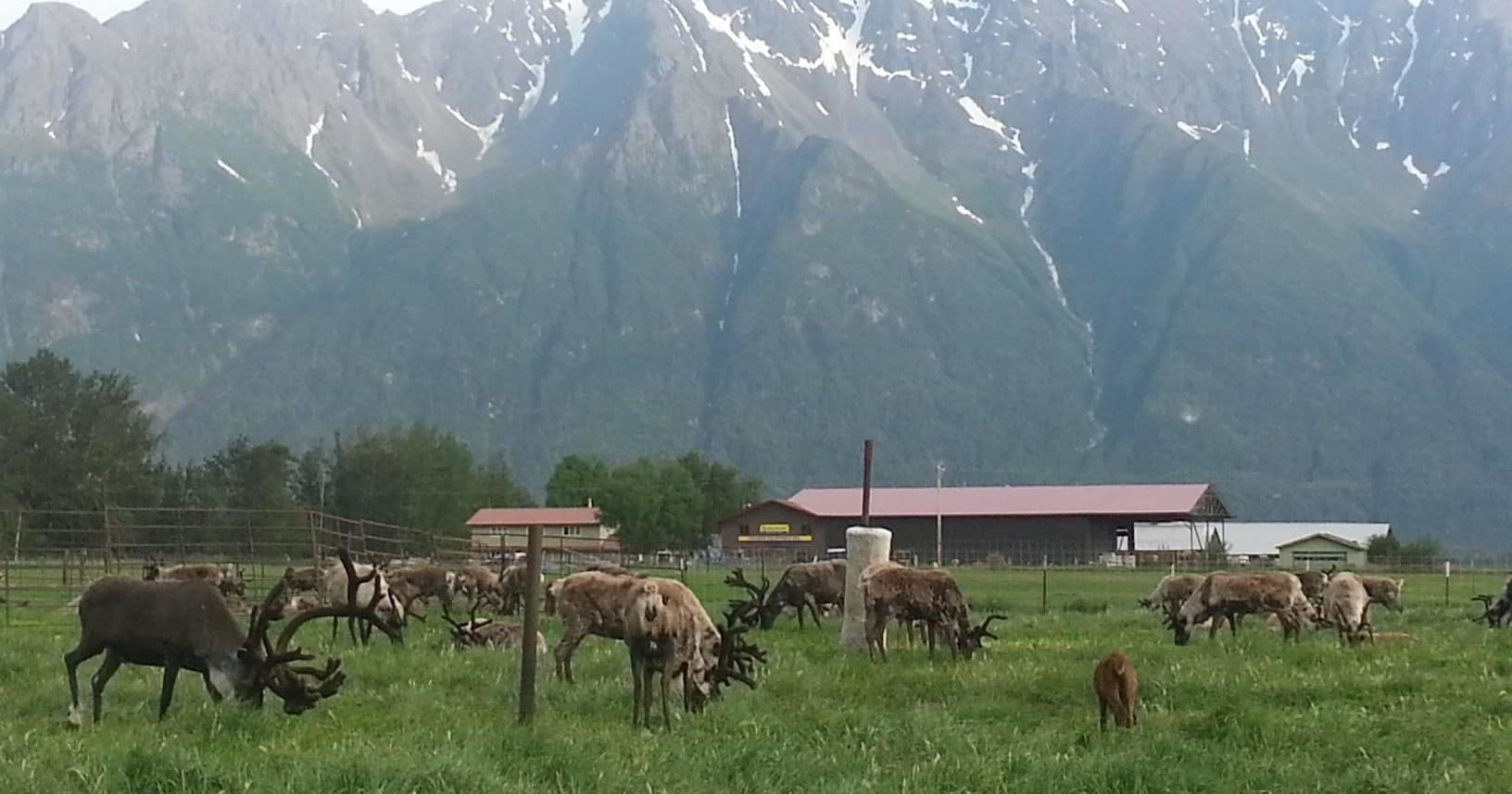 Reindeer herd grazing by barn with snow-capped mountain backdrop