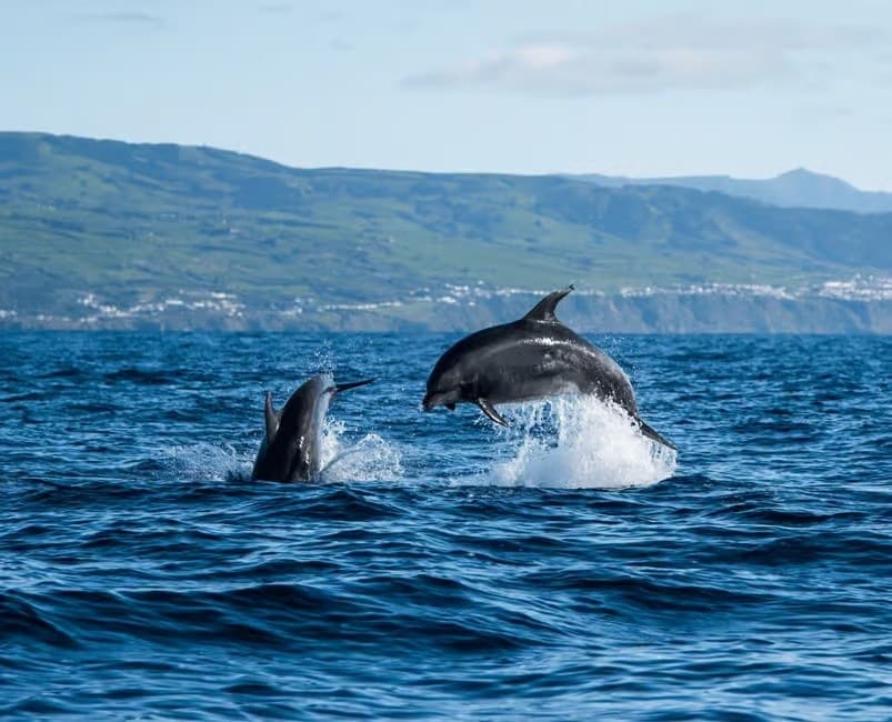 Behavior-Guided Dolphin Swims off Ilha Terceira, Azores photo 4