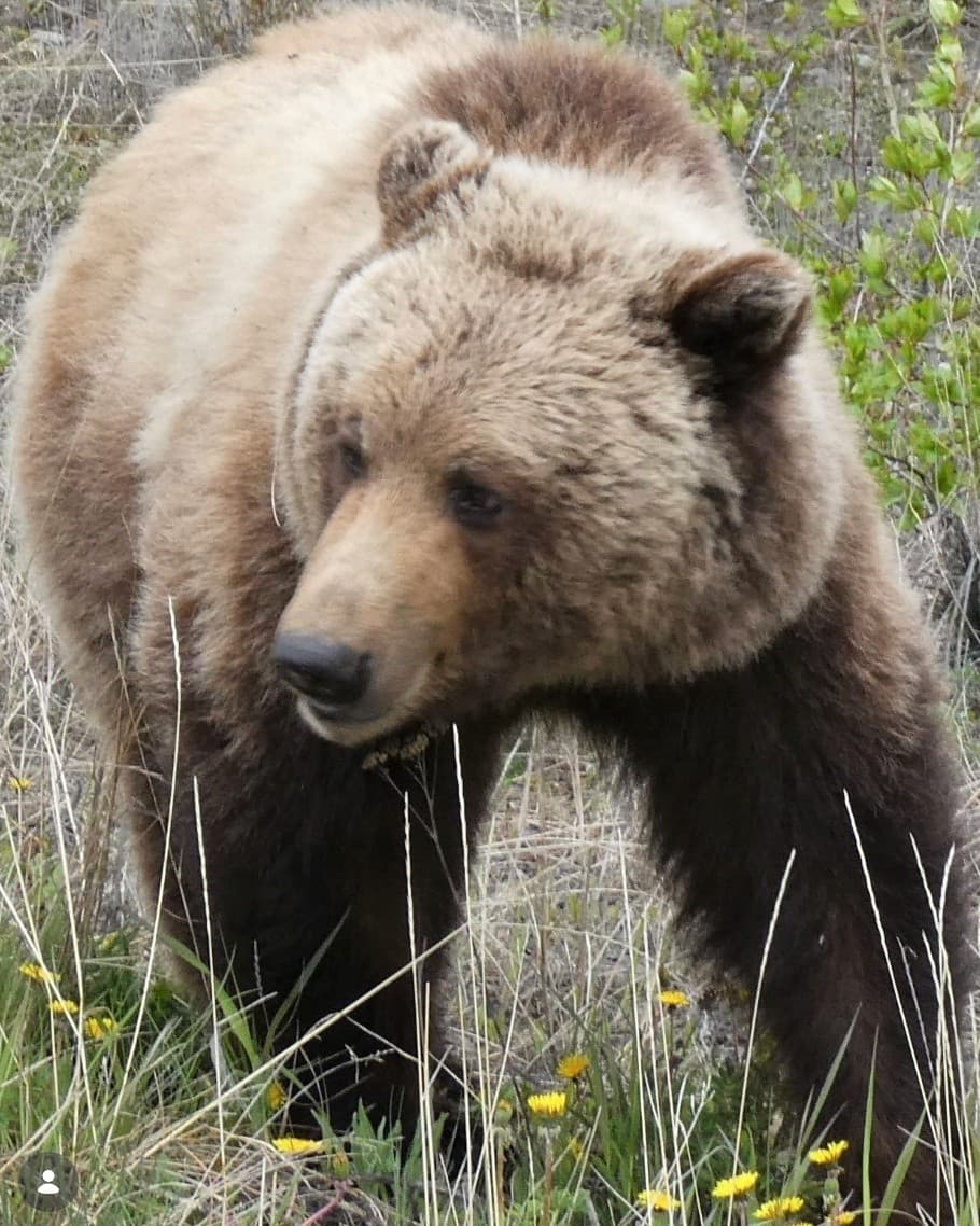 Prevent, Avoid, Respond: Alaska Wildlife Safety — 45-Min Session at Independence Mine