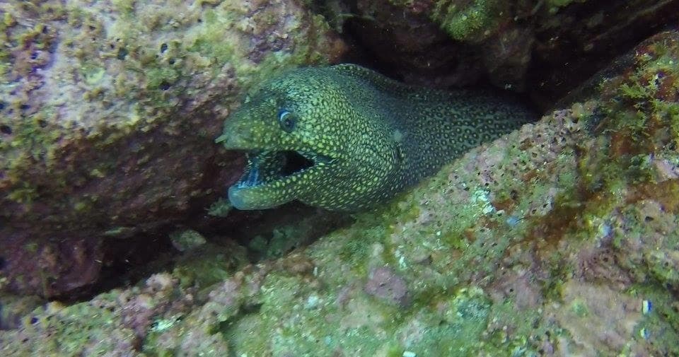 Scuba Dive Majahiutas with Estigo Tours in Puerto Vallarta
