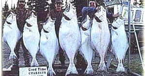 Hardcore Halibut Fishing with Good Time Charters in Homer