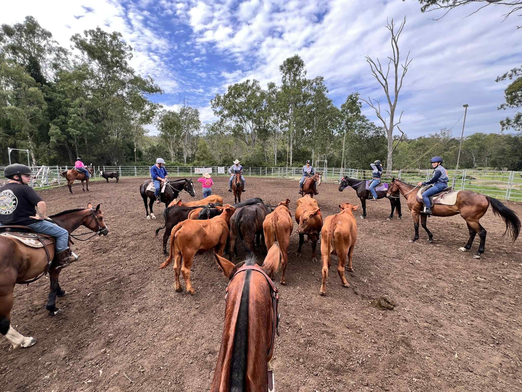 Hands-On Cattle Training in Mulgowie: Learn Stockmanship on Working Paddocks