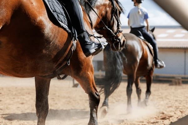 Pine-Forest Horseback Rides Near Cuenca — Ruta a Caballo in the Serranía de Cuenca