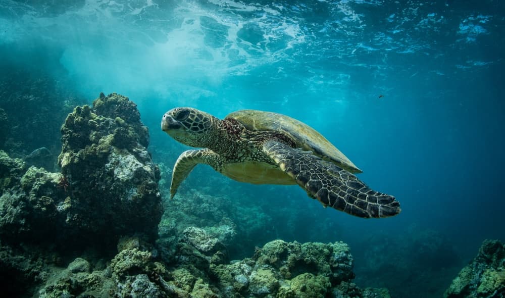 Glass-Bottom Boat Tour in Zakynthos: Turtle Spotting in Laganas Bay