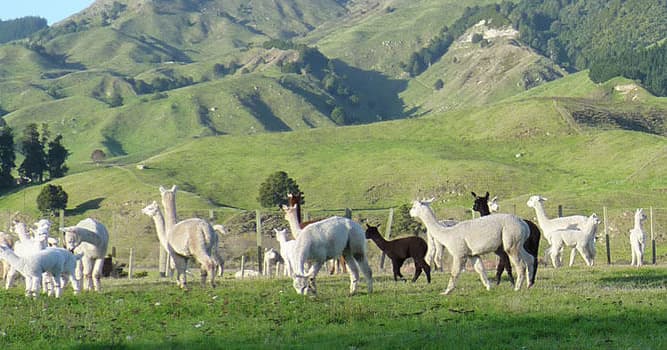 Alpaca herd grazing across rolling green hills on sunny farm