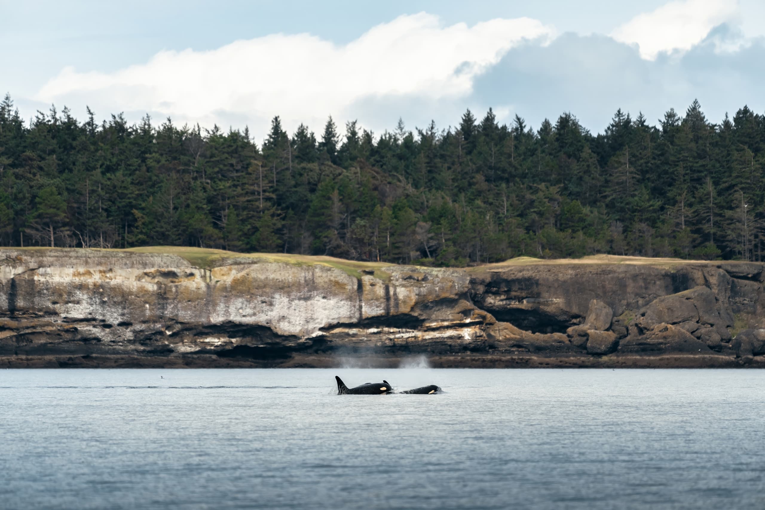 Chasing the Spawn: Pacific Herring Photography Tour from Comox photo 2
