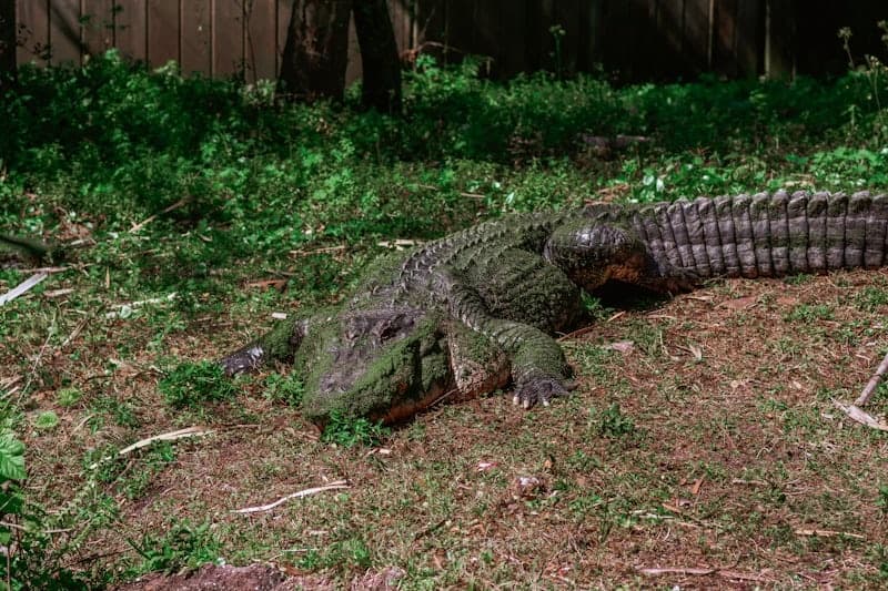 Gator Hunts with S&R Outfitters in Sebring, Florida