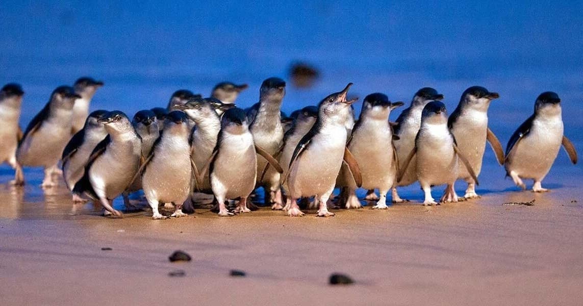 Little penguins walking on sandy beach during coastal wildlife tour