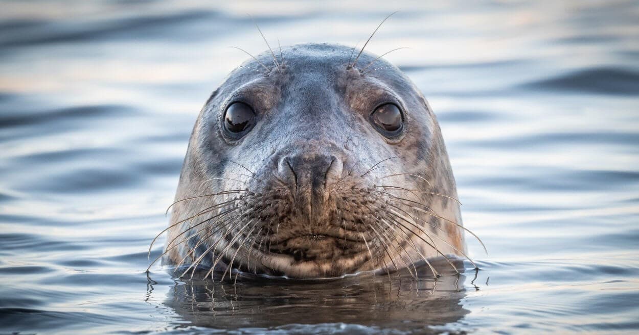 Seal Watching Boat Trips with Brownes Thames Estuary