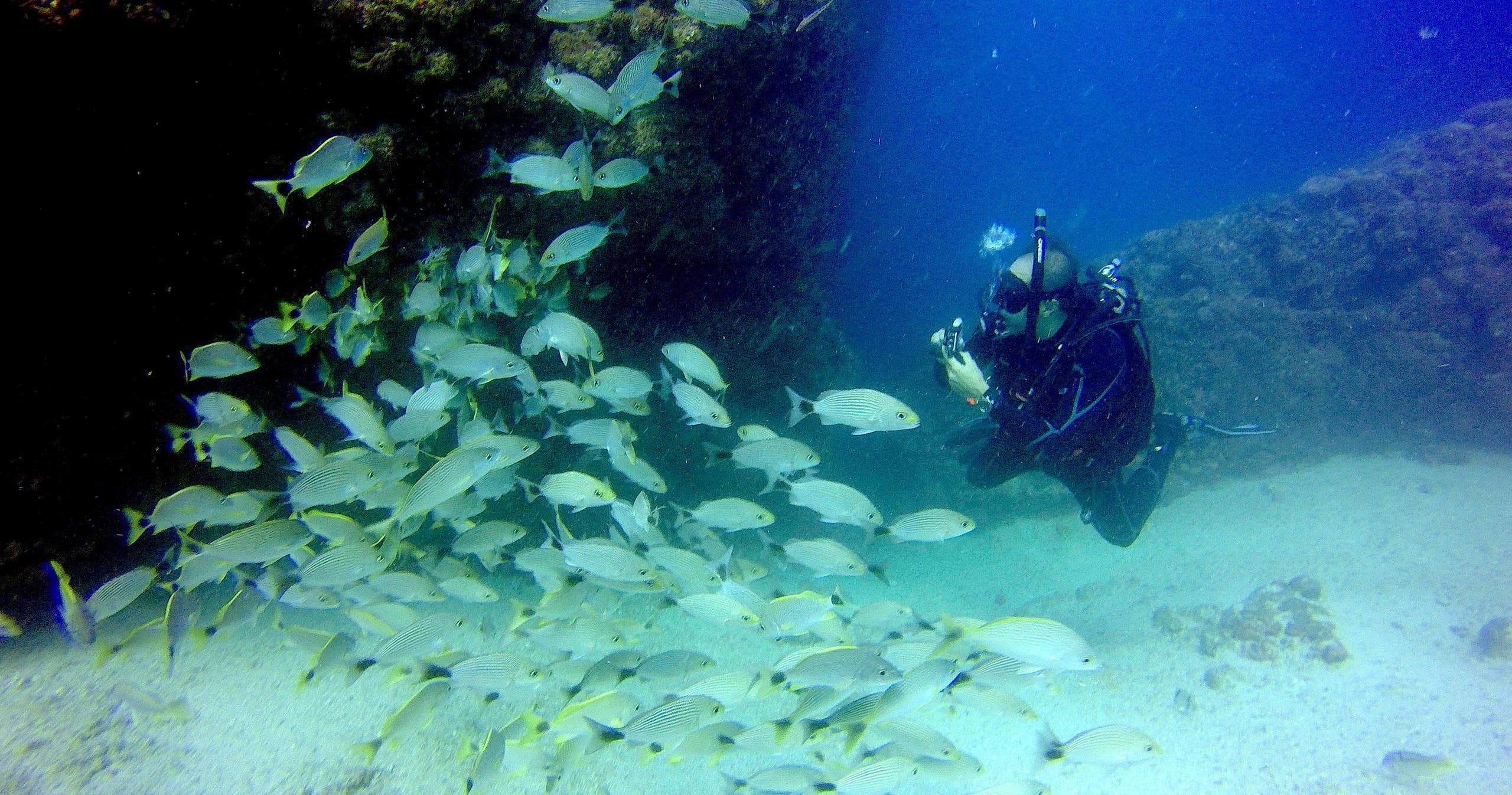 Scuba Dive Puerto Vallarta with Estigo Tours: Underwater Adventure