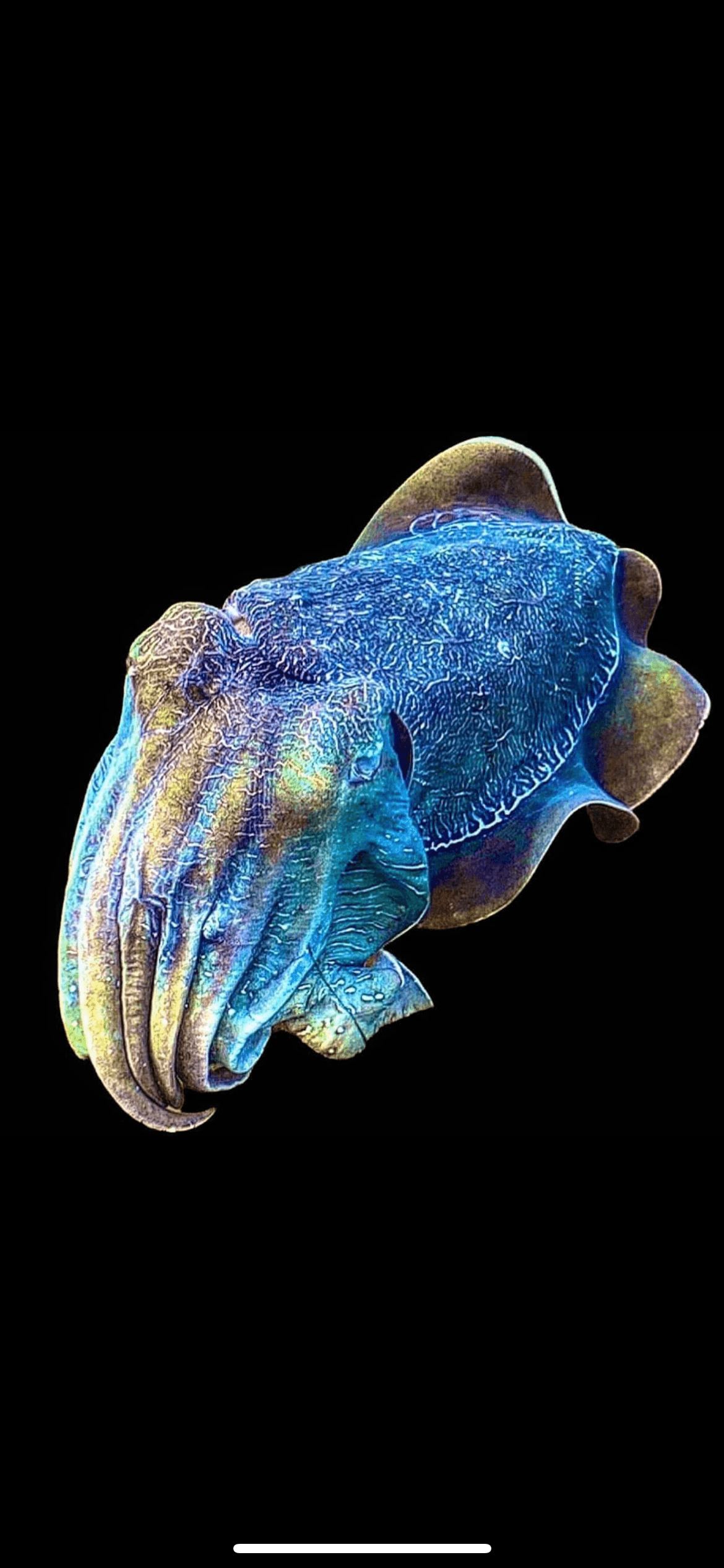 Colorful cuttlefish close-up photographed in aquarium display