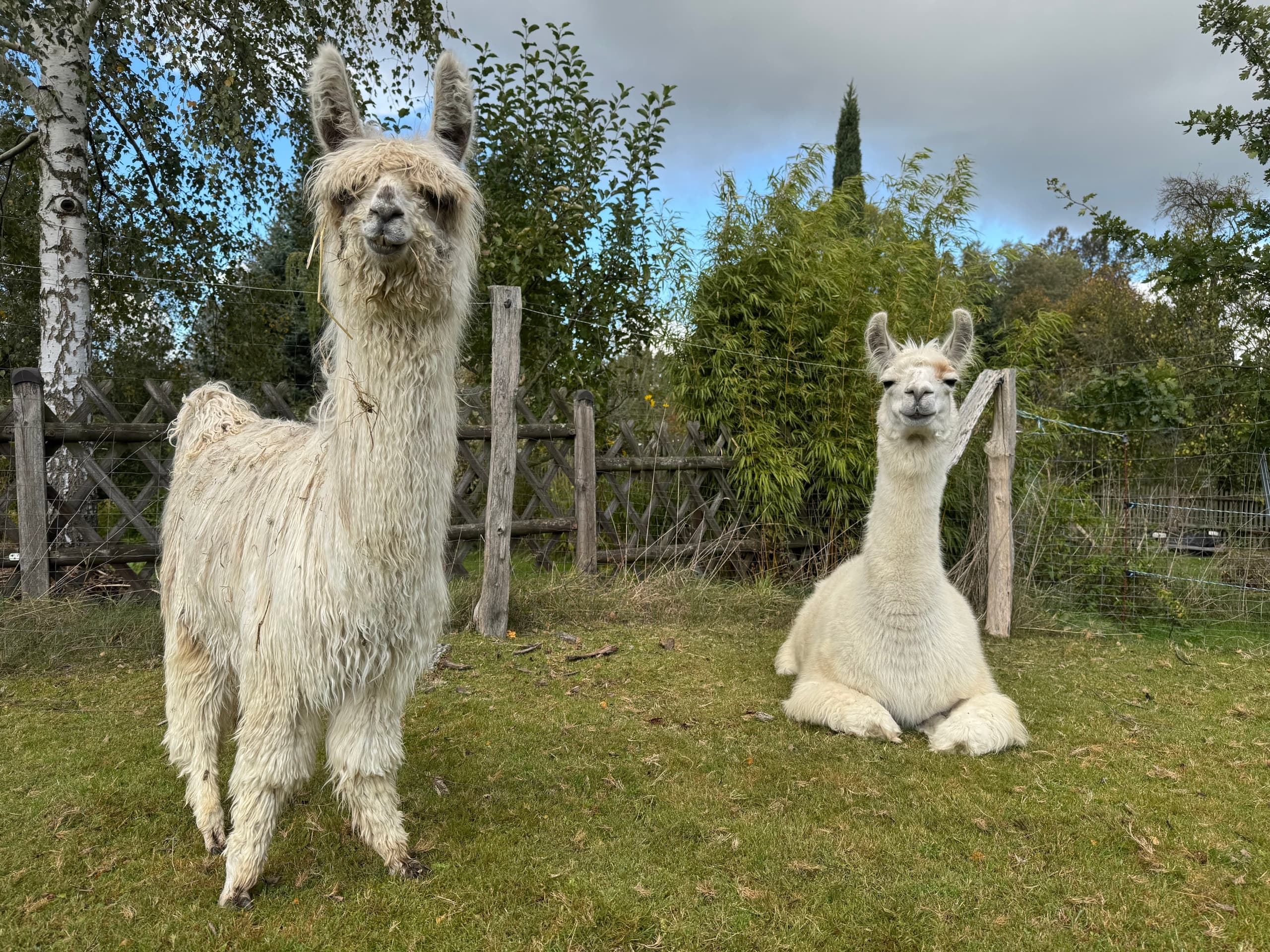 Alpaka-Picknick: One-Hour Alpaca & Llama Picnic at Auengrund 7, Saxony photo 3