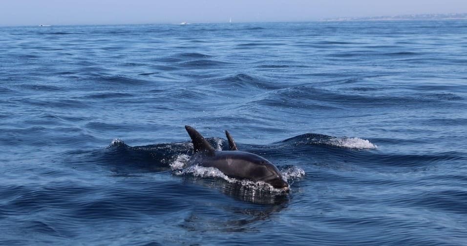 Wild dolphins surfacing beside boat on open ocean wildlife tour