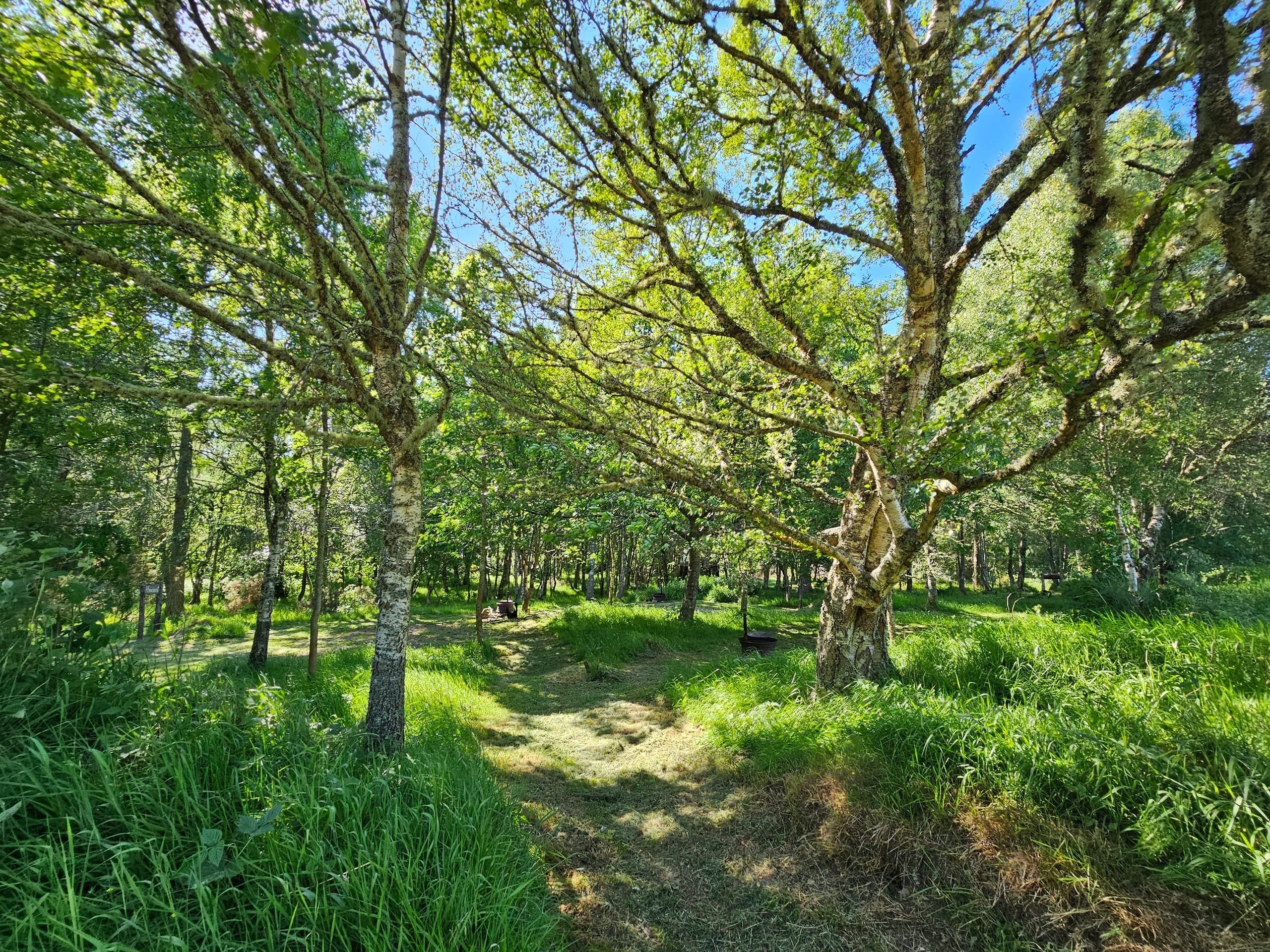 Land Adventures at ACE Hideaways: Woodland Camping Bliss