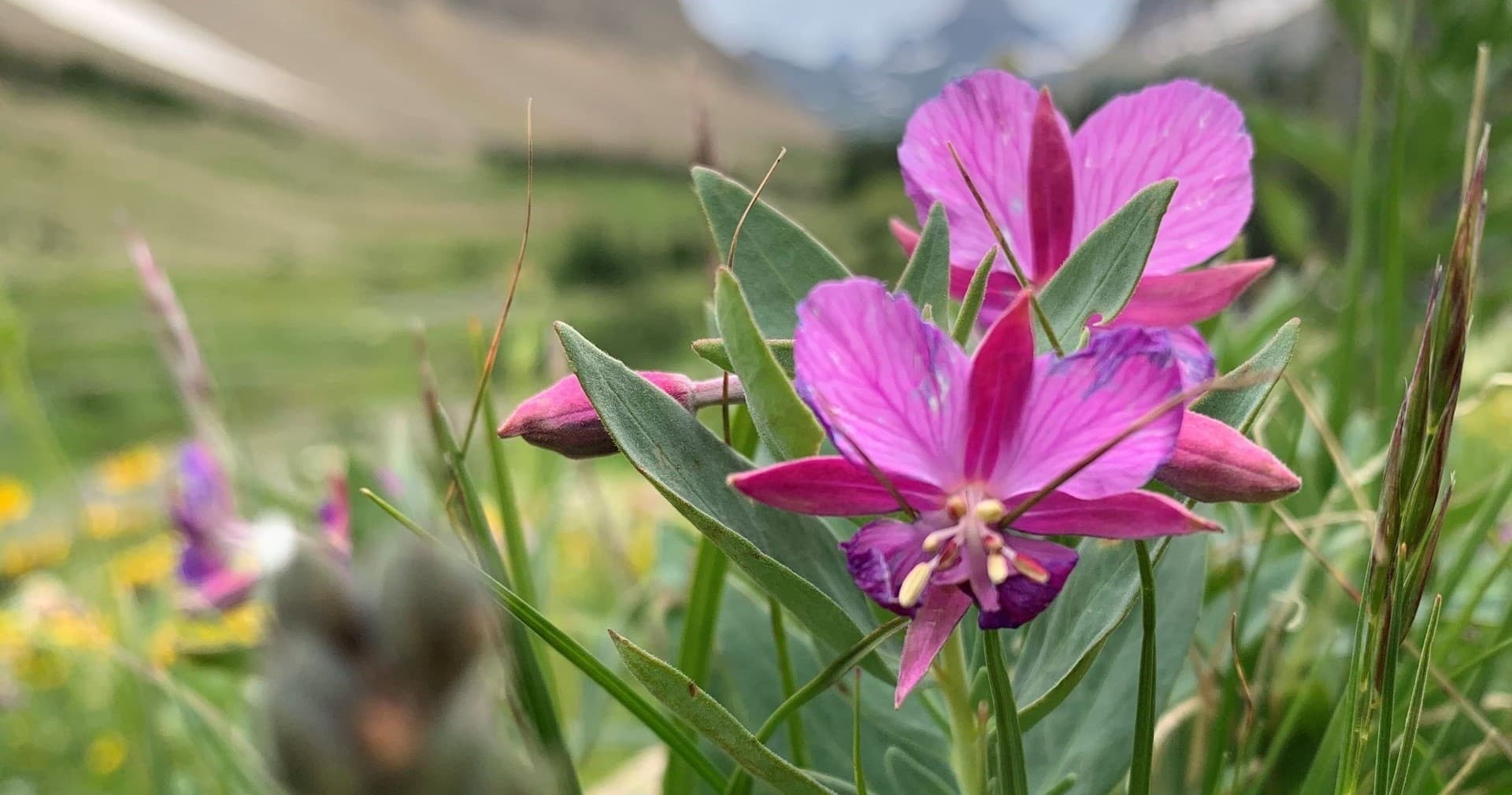 Wildflower Foraging & Herbal Walks at Glacier Institute