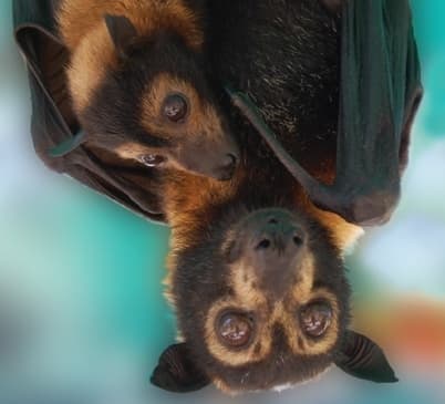 Bat Watching Adventure at The Bat Hospital Visitor Centre