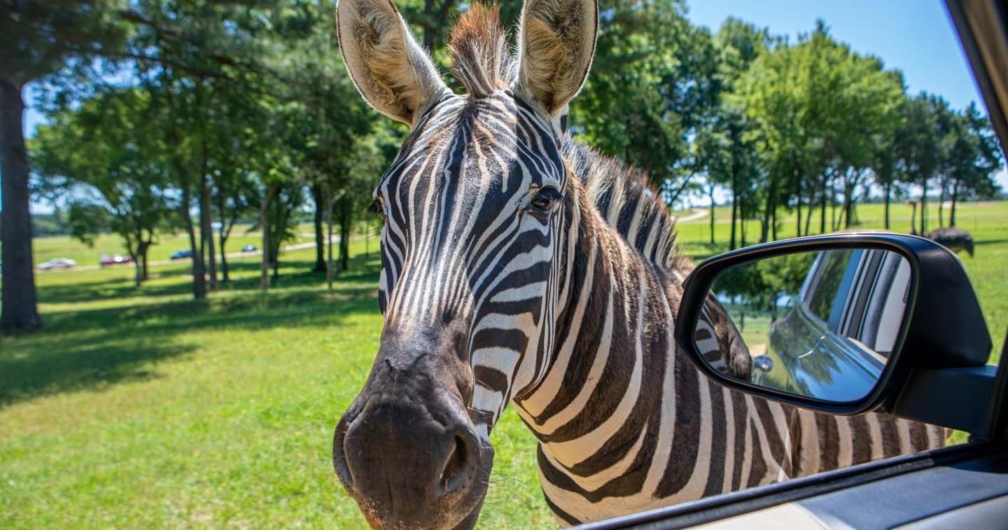 Safari Park Admission at Safari Wild Animal Park & Preserve