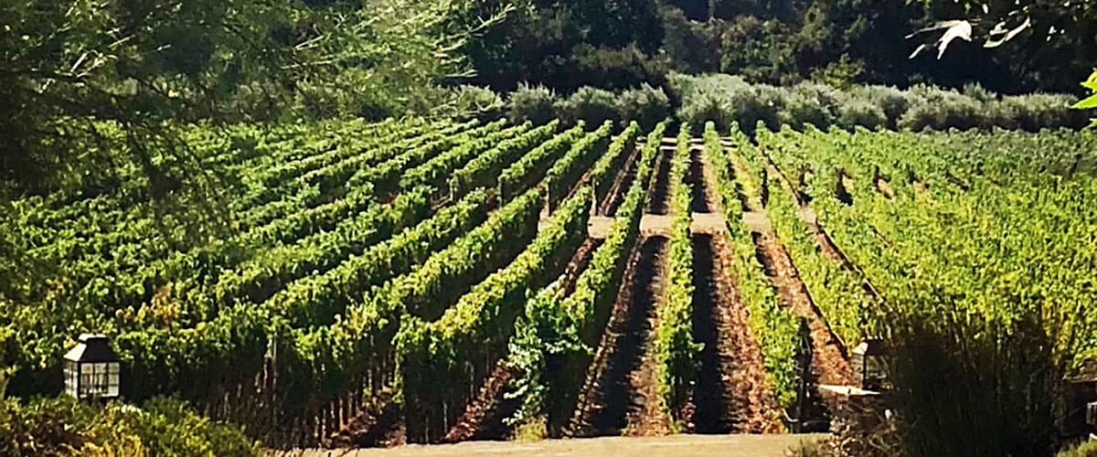 Land Adventures in Valley with Destination Vine