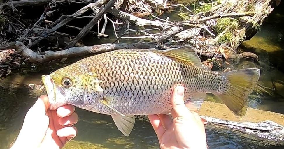 Half Day Fishing Tour with Jungle Perch Angling Adventures