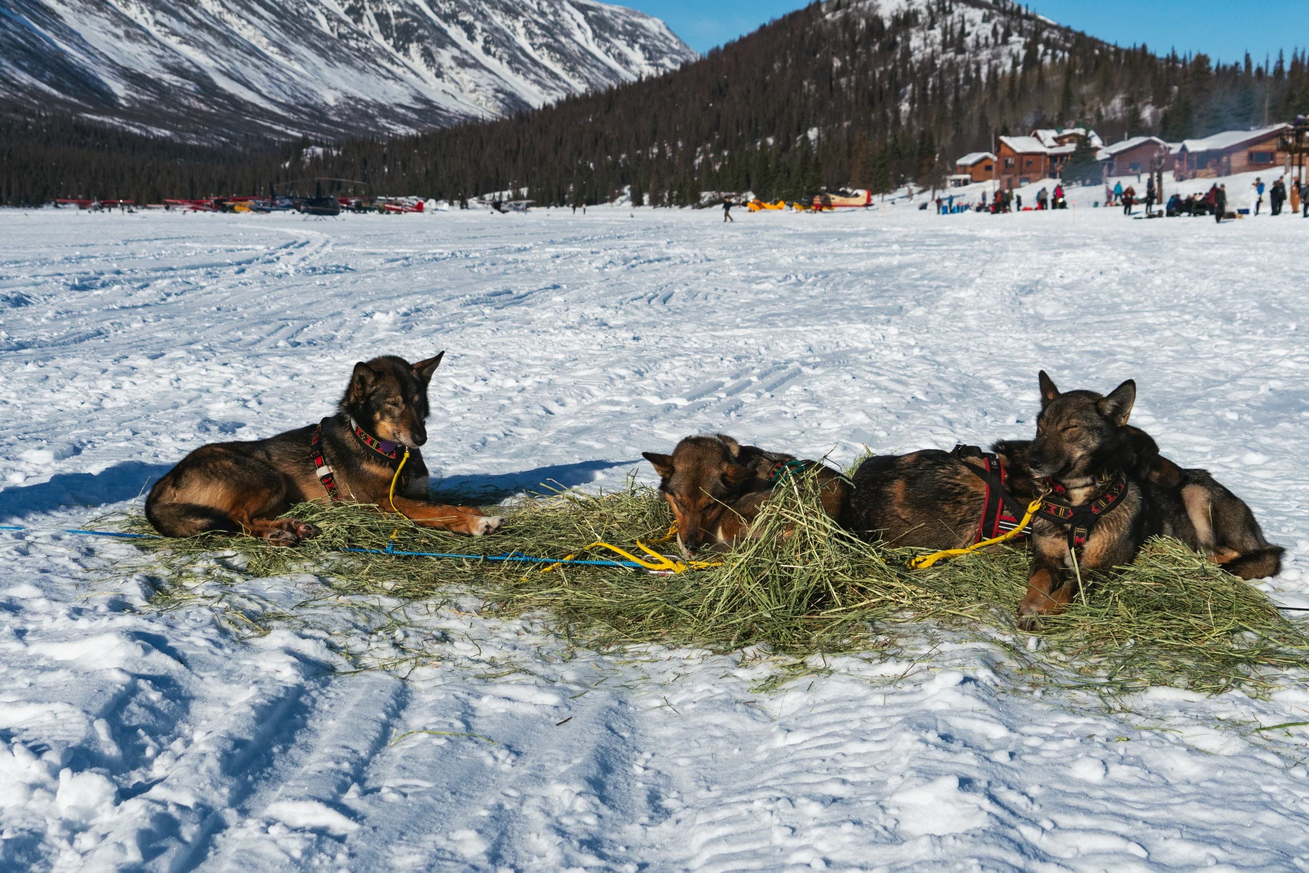 Experience the Iditarod at Rainy Pass Checkpoint: A Front-Row Seat to Alaska’s Legendary Dogsled Race