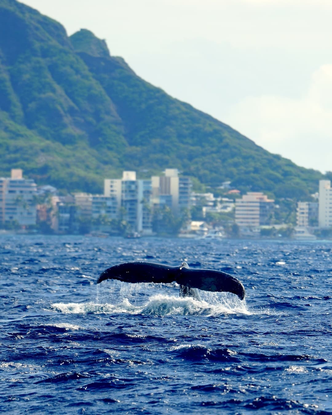 Hawaii Ocean Charters fleet