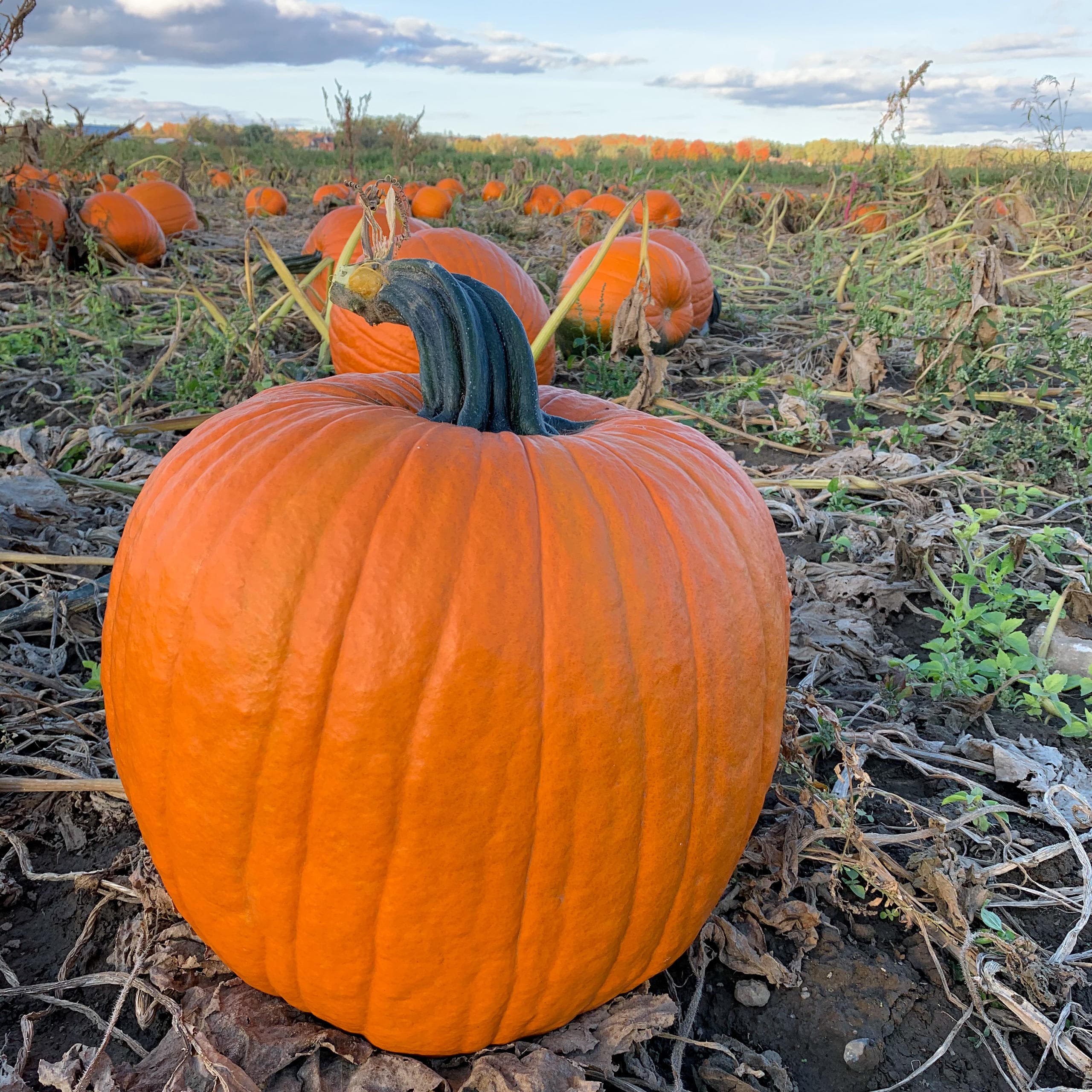 Experience Fall Fun at Linton’s Pumpkin Patch in Oshawa, Ontario