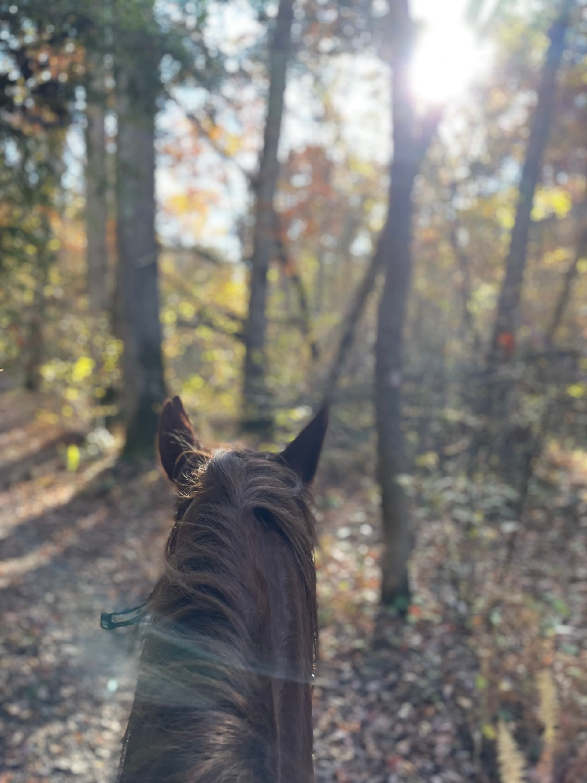 One Hour Horseback Ride in South Bloomingville, Ohio