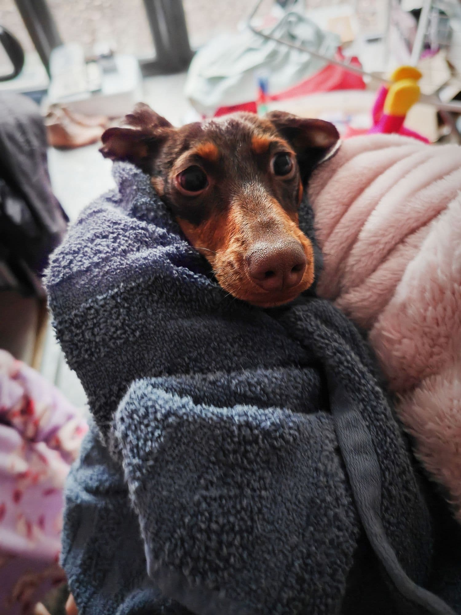 Dog Boarding at Poppy’s Perfect Pups: Peace of Mind & Pet Comfort