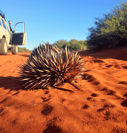 Francois Peron 4WD Tour with Wula Gura Nyinda Eco Adventures