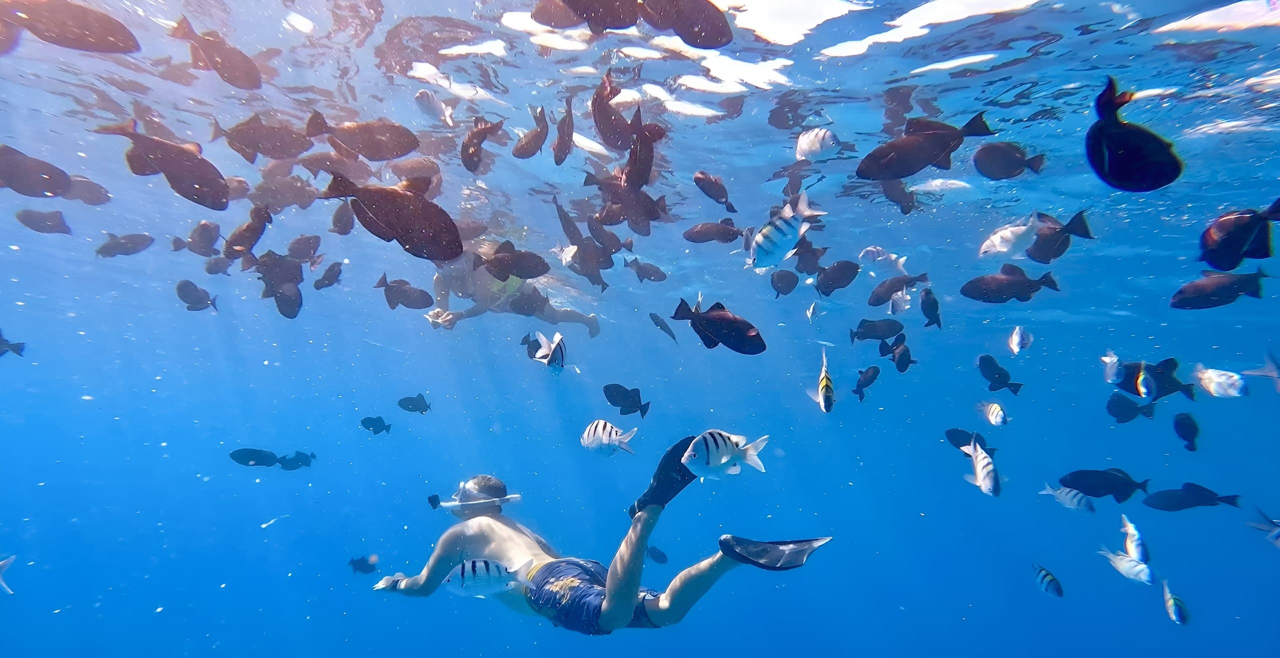 Snorkel Adventure at Turtle Canyon, Honolulu