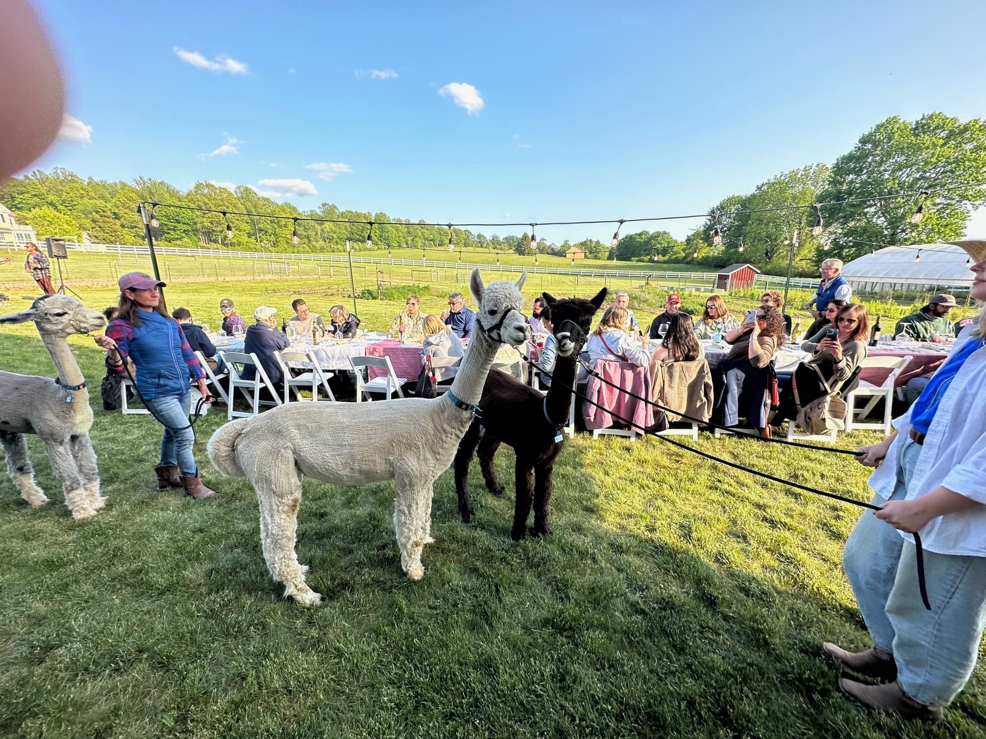 Bluebird Farm Alpacas team