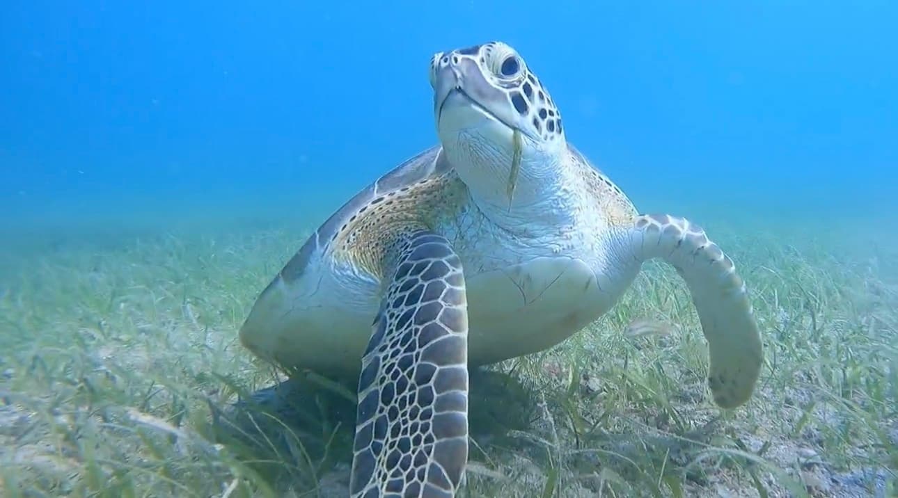 Punta Arenas Snorkel Tour: Vieques Guided Reef & Turtle Snorkeling